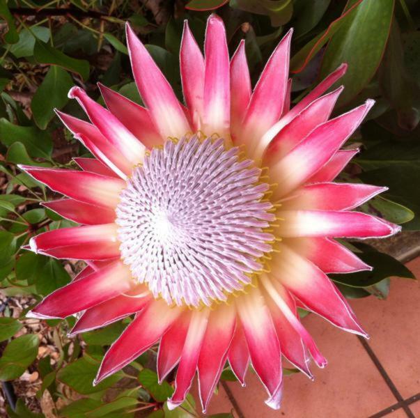 Protea Cottage George Extérieur photo